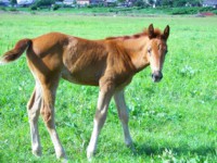 /album/foto-zhivotnyj-mir/dvurechnyj-kut-118-jpg/